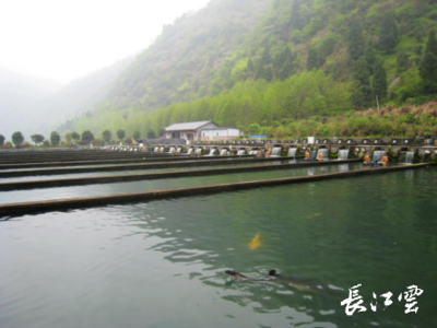 湖北通山县闯王镇三步棋“闯”出绿色新天地，推动生态环境材料销售