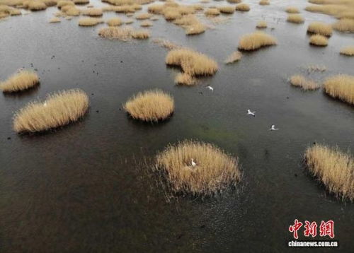 武威生态新画卷 雪豹做客，黄沙披绿，生态材料销售前景广阔